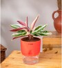 Calathea Triostar Plant With Self Watering  Pot- Red