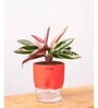 Calathea Triostar Plant With Self Watering  Pot- Red
