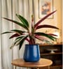 Calathea Triostar Plant With Aura Metal Pot-Blue