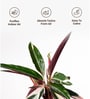 Calathea Triostar Plant With Aura Metal Pot-Blue