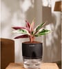 Calathea Triostar With Pot- Black