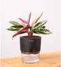 Calathea Triostar With Pot- Black