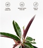Calathea Triostar With Pot- Black