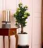 Camellia Rose Artificial Plant (White & Green)