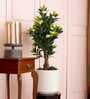 Camellia Rose Artificial Plant (White & Green)
