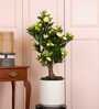 Camellia Rose Artificial Plant (Yellow)