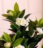 Camellia Rose Artificial Plant (White & Green)