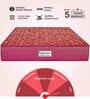 Caspio Orthopedic 10 inch Bonnell Spring Single Mattress in Maroon Colour