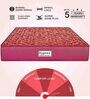 Caspio Orthopedic 8 inch Bonnell Spring Queen Size Mattress in Maroon Colour