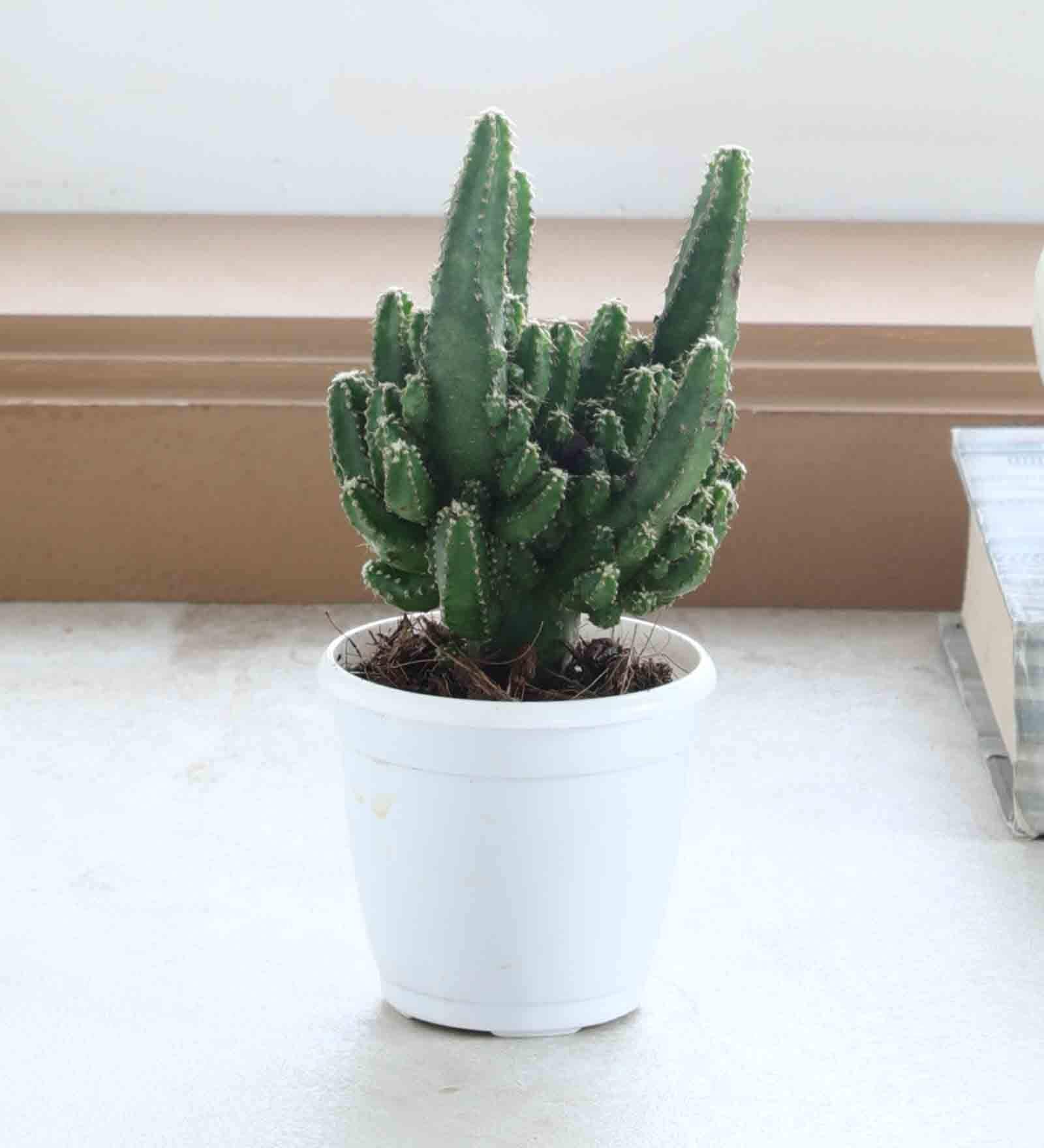 Cereus Cactus Natural Plant