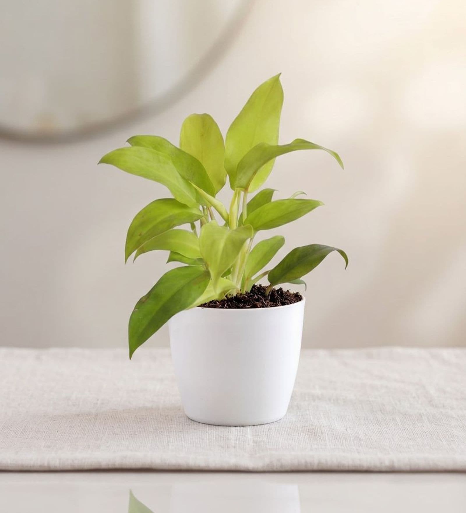 Ceylon Golden Plant In White Pot