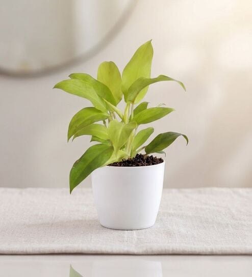 Ceylon Golden Plant In White Pot