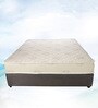 Celeste 6 inch Coir Queen Size Mattress (with 2 Free Pillows)