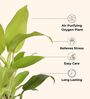Ceylon Golden Plant In White Pot