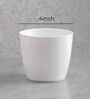 Ceylon Golden Plant In White Pot