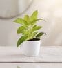 Ceylon Golden Plant In White Pot