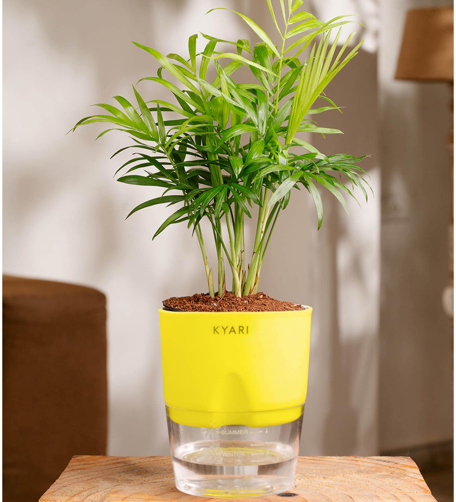 Chamaedorea Elegans (Chamaedorea Palm) With Self Watering Pot