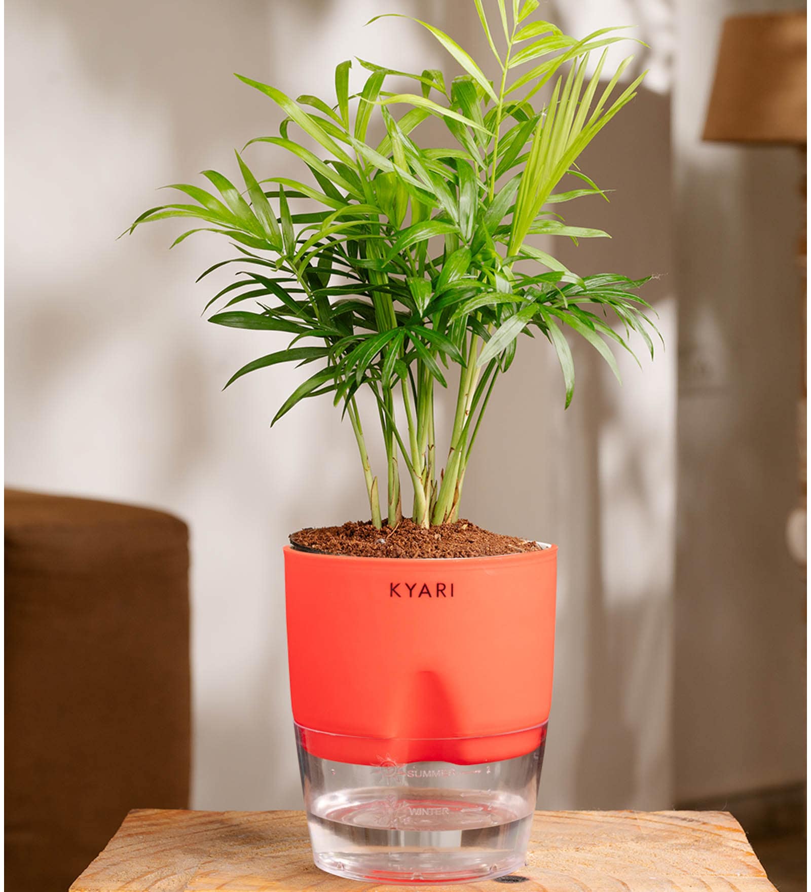 Chamaedorea Elegans (Chamaedorea Palm) With Self Watering Pot