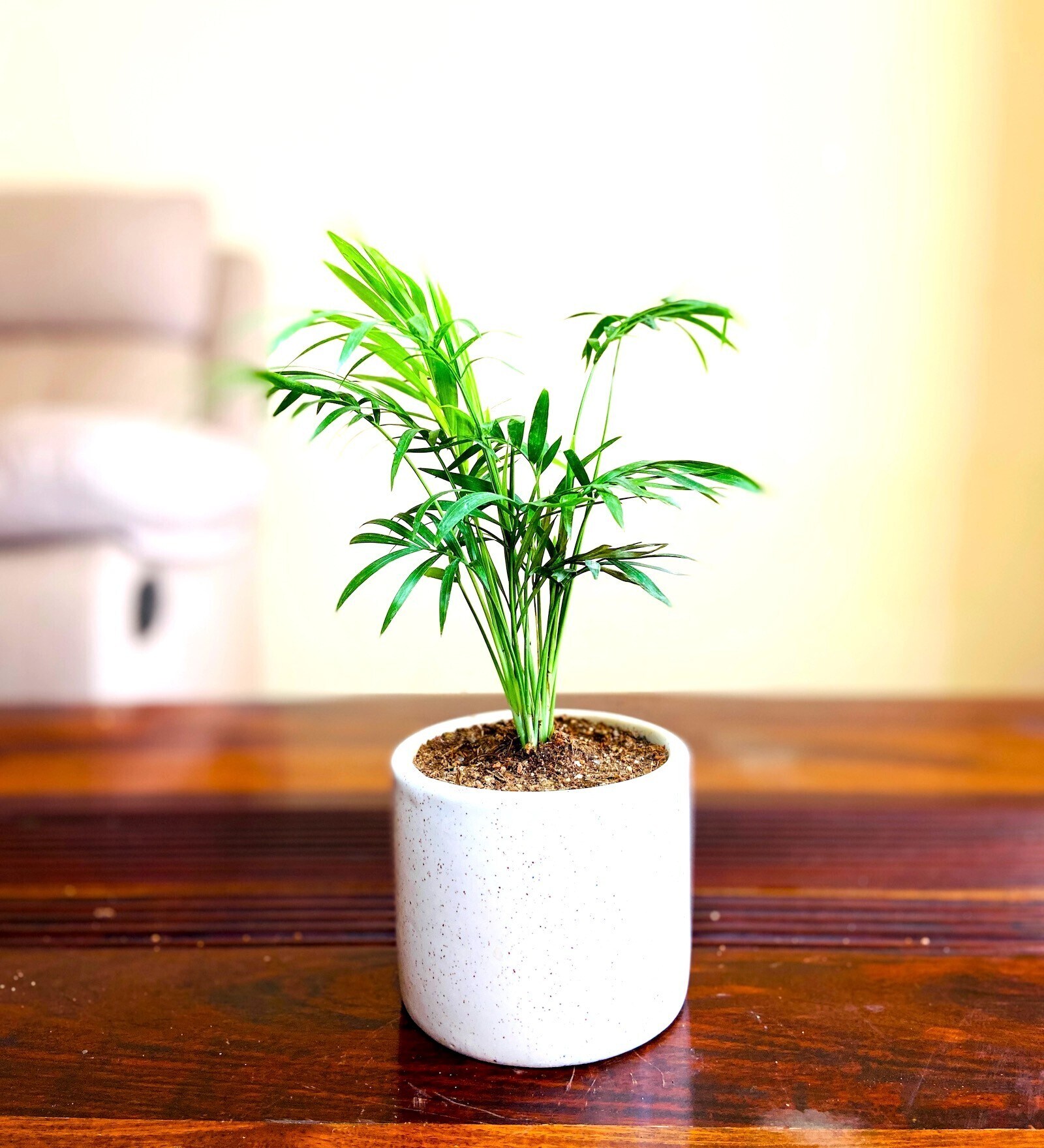 Chamaedorea Mini Palm Natural Plant With Ceramic Pot