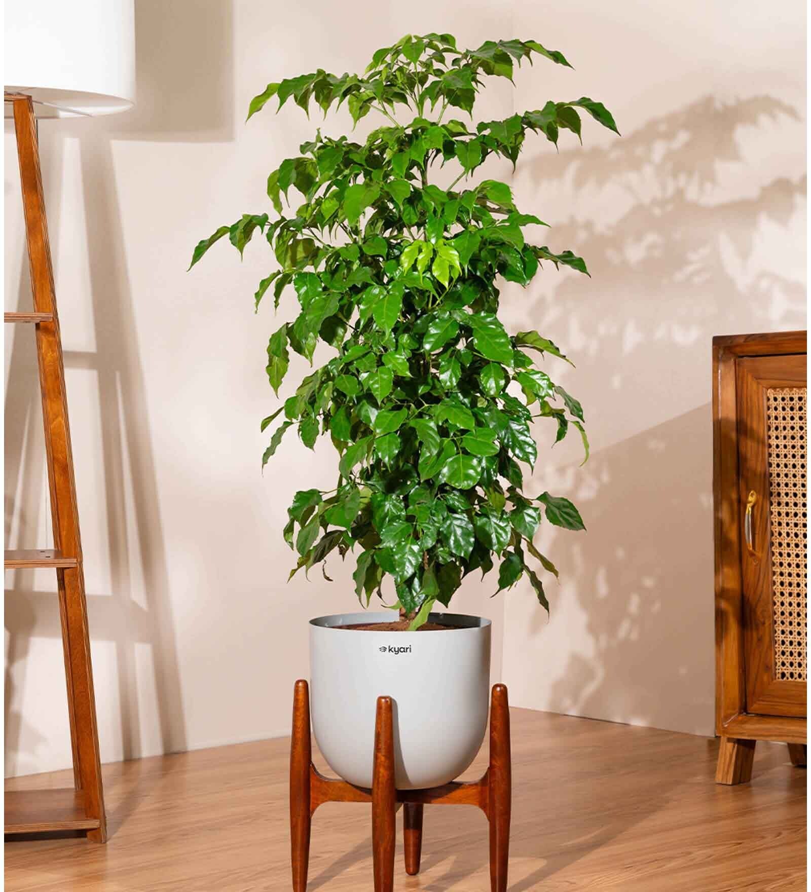 China Doll Plant With Pot