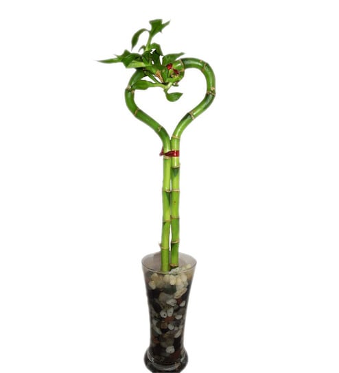 Buy Chhajed Garden Heart Arrangement Lucky Bamboo In Glass Vase