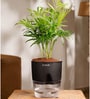 Chamaedorea Elegans (Chamaedorea Palm) With Self Watering Pot