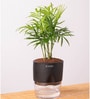 Chamaedorea Elegans (Chamaedorea Palm) With Self Watering Pot