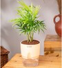 Chamaedorea Elegans (Chamaedorea Palm) With Self Watering Pot
