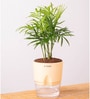 Chamaedorea Elegans (Chamaedorea Palm) With Self Watering Pot