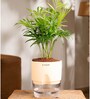 Chamaedorea Elegans (Chamaedorea Palm) With Self Watering Pot