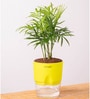 Chamaedorea Elegans (Chamaedorea Palm) With Self Watering Pot
