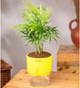 Chamaedorea Elegans (Chamaedorea Palm) With Self Watering Pot