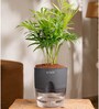 Chamaedorea Elegans (Chamaedorea Palm) With Self Watering Pot