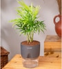Chamaedorea Elegans (Chamaedorea Palm) With Self Watering Pot