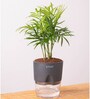 Chamaedorea Elegans (Chamaedorea Palm) With Self Watering Pot
