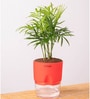 Chamaedorea Elegans (Chamaedorea Palm) With Self Watering Pot