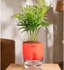 Chamaedorea Elegans (Chamaedorea Palm) With Self Watering Pot