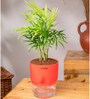 Chamaedorea Elegans (Chamaedorea Palm) With Self Watering Pot