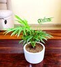 Chamaedorea Mini Palm Natural Plant With Ceramic Pot