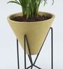 Chamaedorea Natural Plant In Triangular Ceramic Pot With Stand