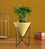 Chamaedorea Natural Plant In Triangular Ceramic Pot With Stand