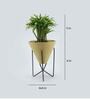 Chamaedorea Natural Plant In Triangular Ceramic Pot With Stand