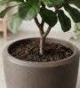 CHIA Choco Brown 12 Inch German Polymer Round Plant Container With Saucer