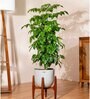 China Doll Plant With Pot