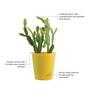 Cactus Natural Plant In Yellow Self Watering Pot