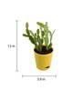 Cactus Natural Plant In Yellow Self Watering Pot