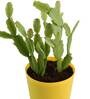 Cactus Natural Plant In Yellow Self Watering Pot