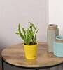 Cactus Natural Plant In Yellow Self Watering Pot