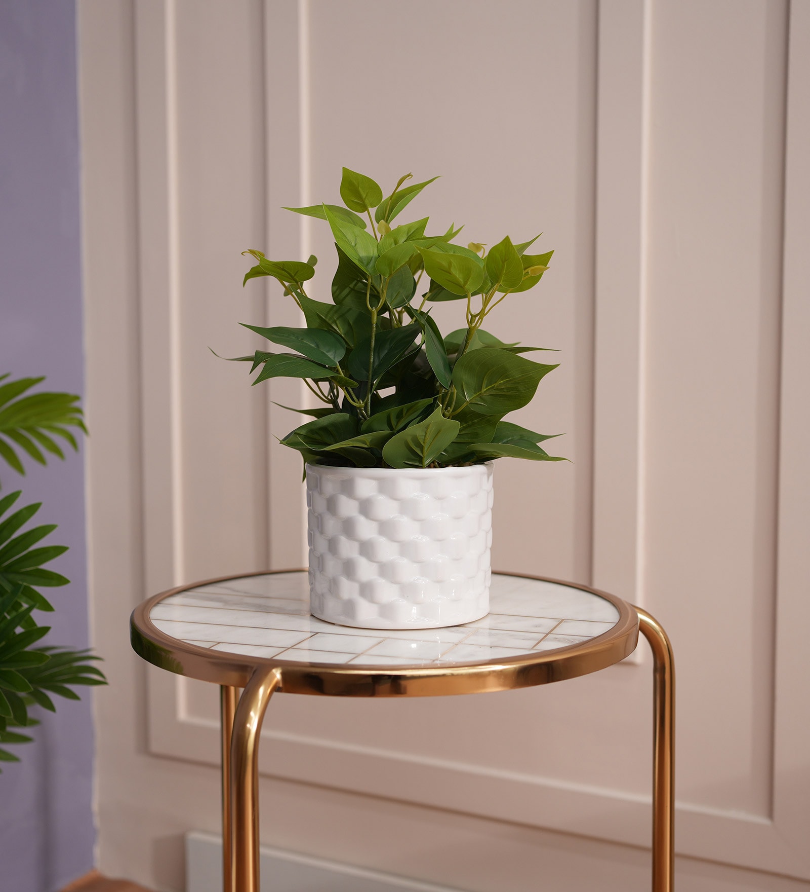 Cissus Pot Plant
