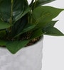 Cissus Pot Plant
